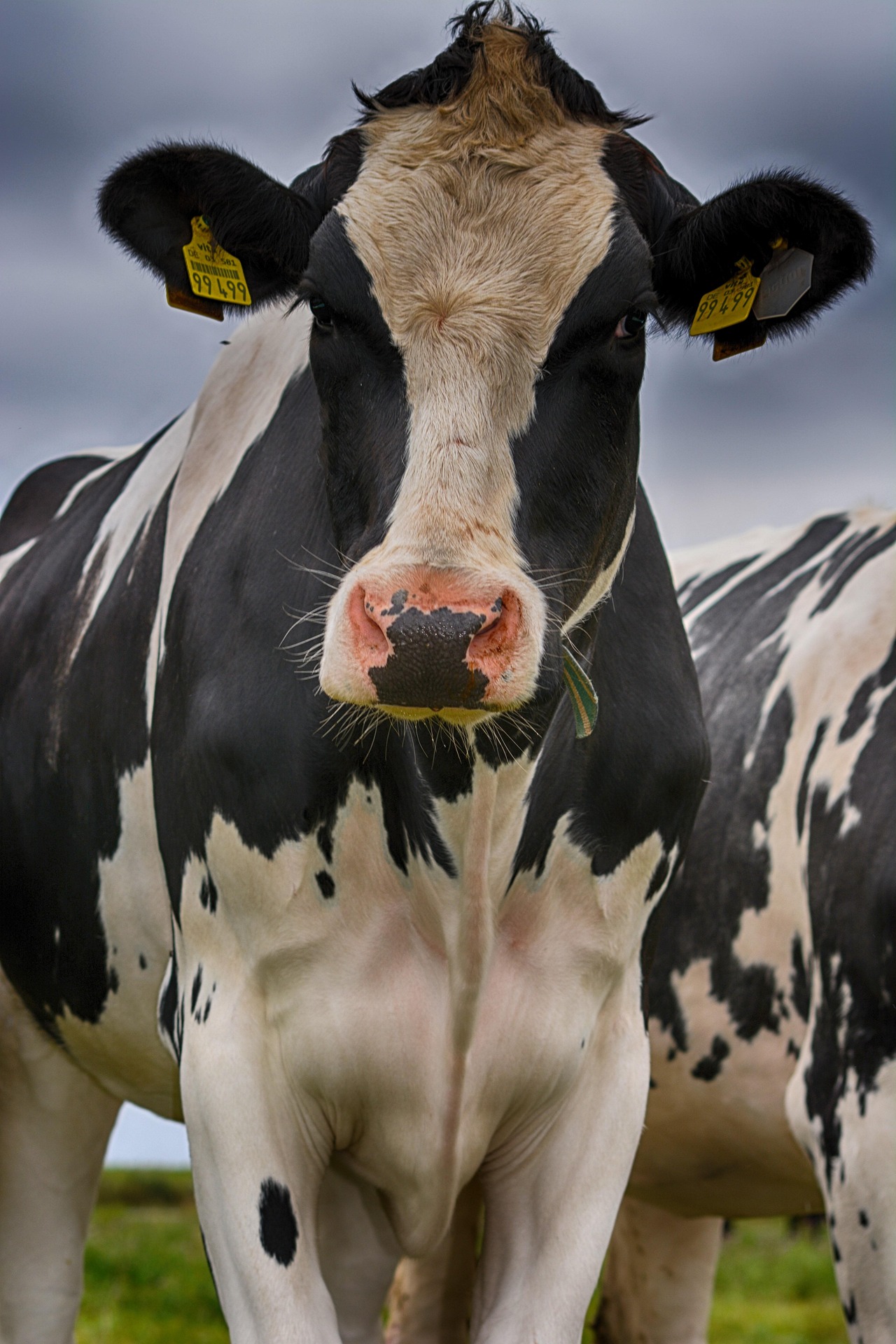 Ostfriesland ist urspr�nglich